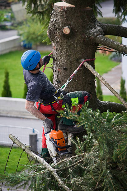 Best Lawn Watering Services  in Fairport, NY